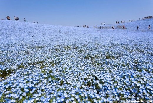 دریایی از گل های آبی در ژاپن +عکس