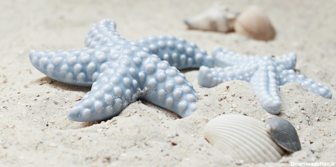 عکس ستاره دریایی آبی در ساحل sea starfish beach