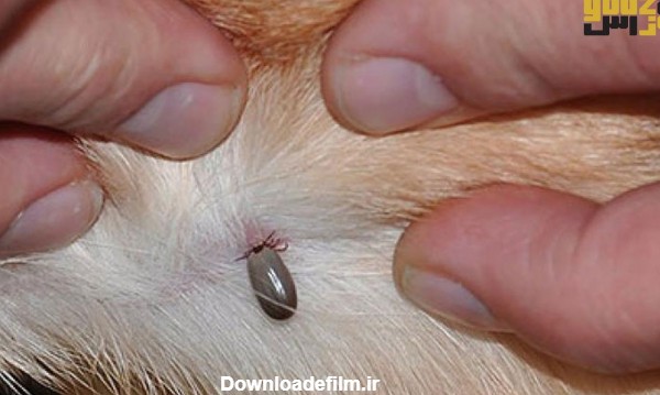 شناسایی و درمان کک و کنه در سگ و گربه | پت شاپ یوزاس