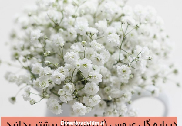 روش نگهداری گل عروس(ژیپسوفیلا) و معانی آن |گُل‌سِتان