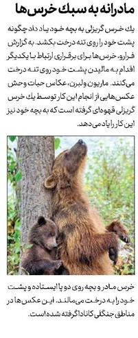 روزنامه جام جم | مادرانه به سبك خرس‌ها