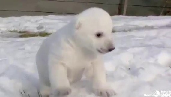 توله خرس قطبی برای نخستین بار برف می‌بیند + تصاویر