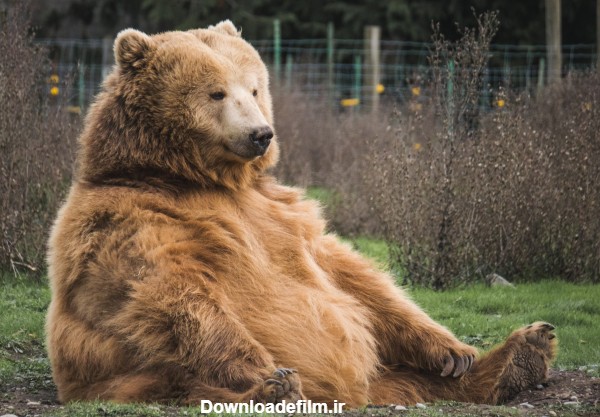 دانلود عکس خرس قهوه ای نشسته روی زمین در طبیعت