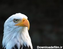 عکس زمینه عقاب آمریکایی پس زمینه | والپیپر گرام