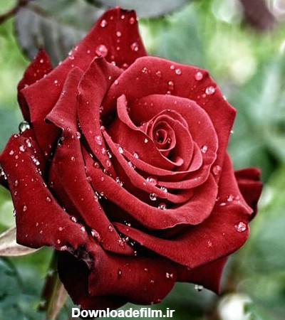 گالری عکس گل رز قرمز؛ عکس هایی جدید و فوق العاده برای پروفایل | ستاره