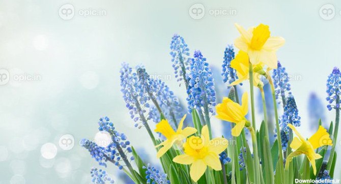دانلود عکس زنگ بهاری و گل نرگس زیر آسمان آبی | اوپیک