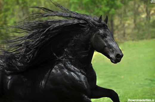 زیباترین اسب دنیا +عکس