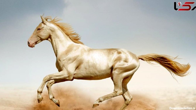 افزایش 4 برابری تولد اسب های ترکمن در 15 ساله گذشته + فیلم