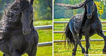 تماشایی‌ترین اسب های دنیا + تصاویر