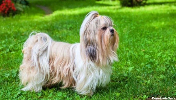 کدام نژاد سگ ریزش موی کمتری دارد؟-@ITPetnet