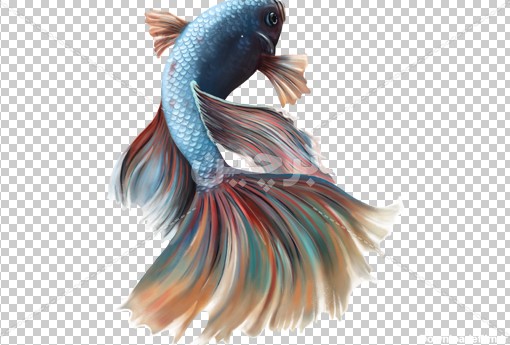 Borchin-ir-beautiful watercolor fish_png photo عکس ماهی زیبا۲
