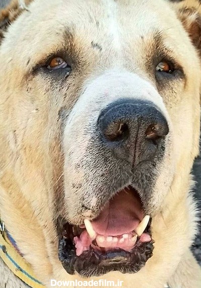 عکس چهره ترسناک سگ بزرگ
