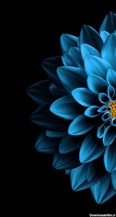 مجموعه تصویر زمینه گل آبی رنگ جذاب | فریپیکر