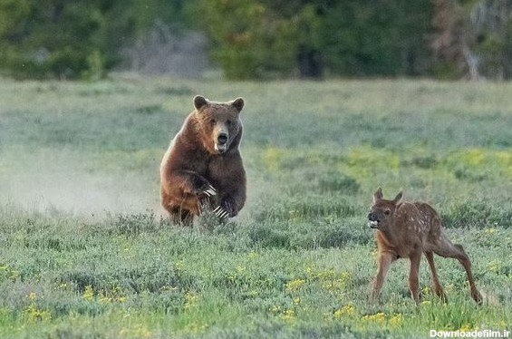 شکار بچه گوزن توسط خرس گریزلی (+عکس)