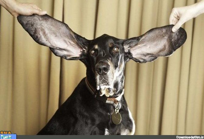 پرشین پت > > گوش دراز ترین سگ دنیا