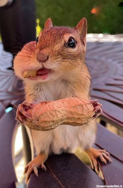 عکس‌هایی جالب از سنجاب‌ها با دهان پر از آجیل!