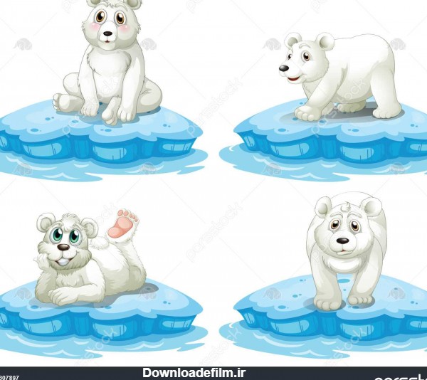 خرس قطبی 1307897
