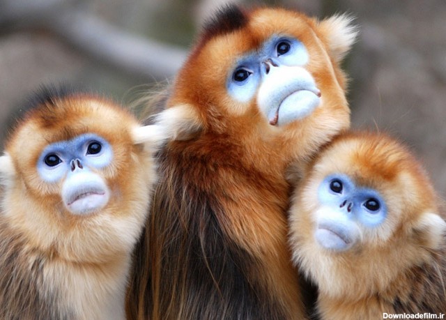وضعیت قرمز برای 3 گونه‌ میمون‌ها/ پاندا دیگر گونه «درمعرض خطر» نیست