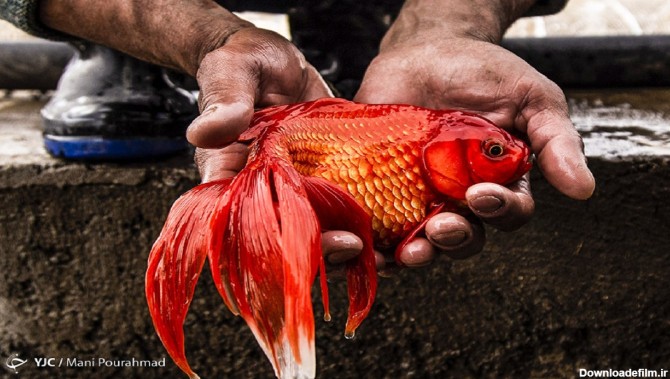 ماهی قرمز را در طبیعت رها نکنید