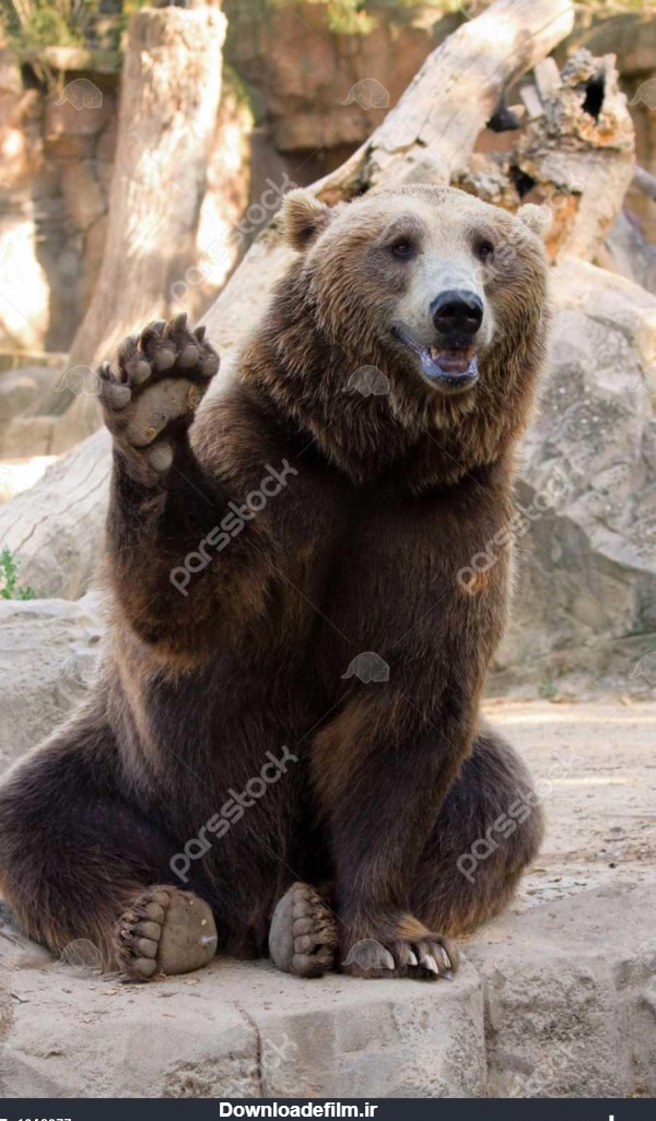 عکس خرس نشسته - عکس نودی