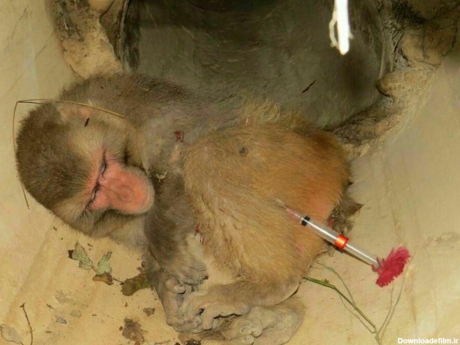 زنده‌گیری یک قلاده میمون رزوس در مازندران (+تصاویر)