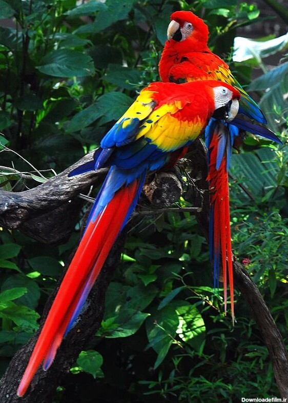 زیباترین جاندار دنیا، یک پرنده است!/ عکس - خبرآنلاین