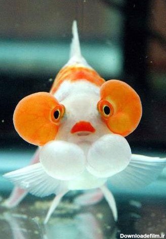 ماهی قرمز چشم پفی بامزه! +عکس