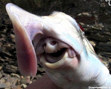 موجودات عجیب دریایی که گویا از سیاره‌ای دیگر به زمین آمده‌اند!+تصاویر