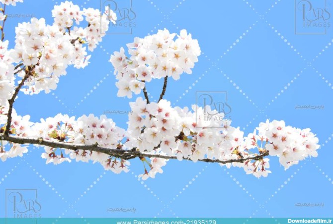 Full bloom White flowers Blooming flowers - دانلود عکس ...