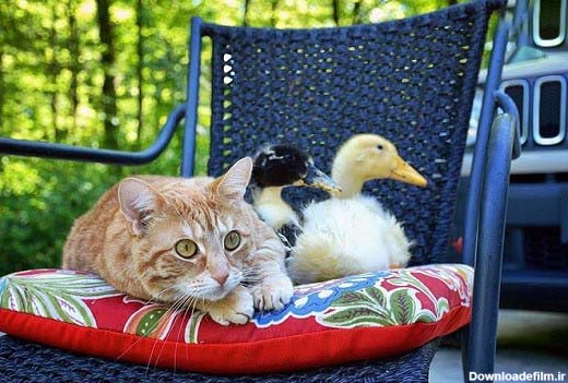 دوست شدن سگ، گربه و اردک با یکدیگر + تصاویر