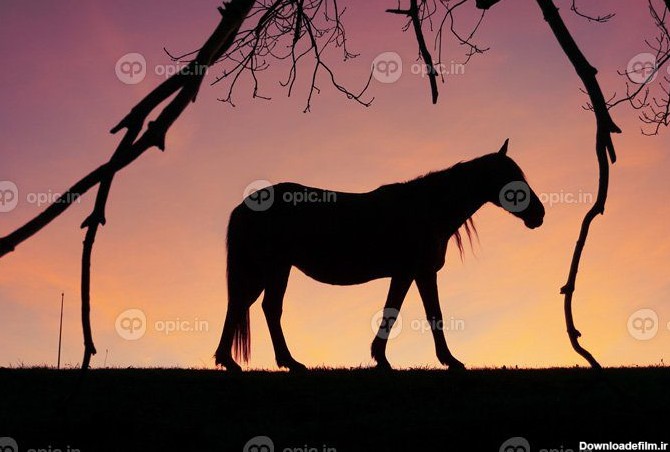 دانلود عکس سیلوئت اسب در چمنزار با غروب زیبا | اوپیک