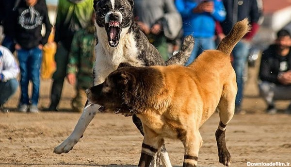 عکس و فیلم دعوای سگ ها