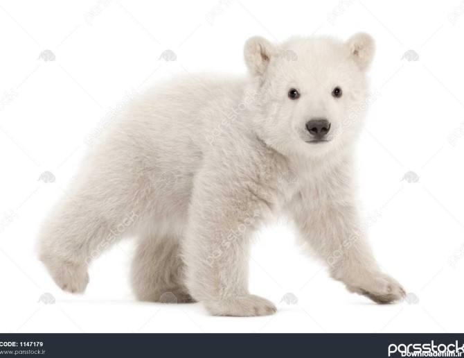 توله خرس قطبی ursus maritimus 3 ماهه در حال راه رفتن در پس ...