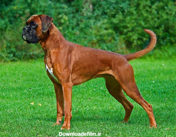 عکس سگ نگهبان باکسر آلمانی boxer dog in grass