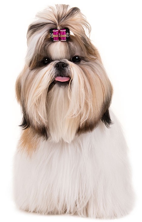 مشخصات کامل، قیمت و خرید نژاد سگ شیتزو (Shih Tzu) | پت راید