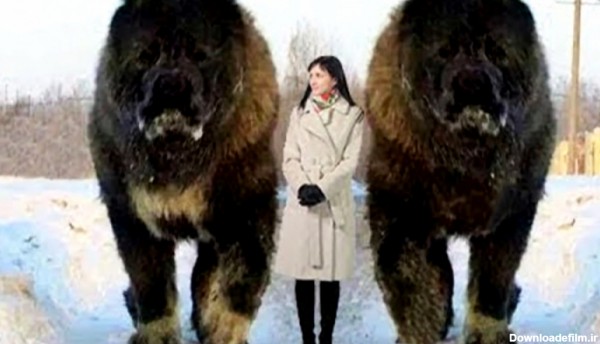 10 سگ غیرعادی بزرگ در سرتاسر جهان!