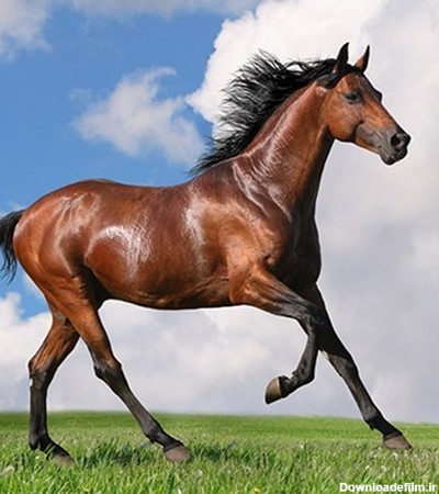 محبوب ترین نژاد های اسب دنیا