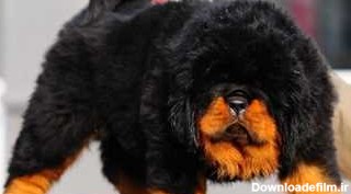سگ نژاد تبت ماستیف