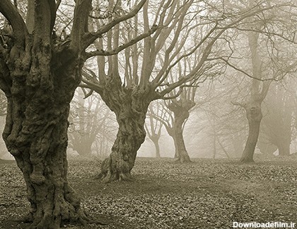 جنگل جیغ از مکانهای ترسناک انگلستان (+تصاویر)