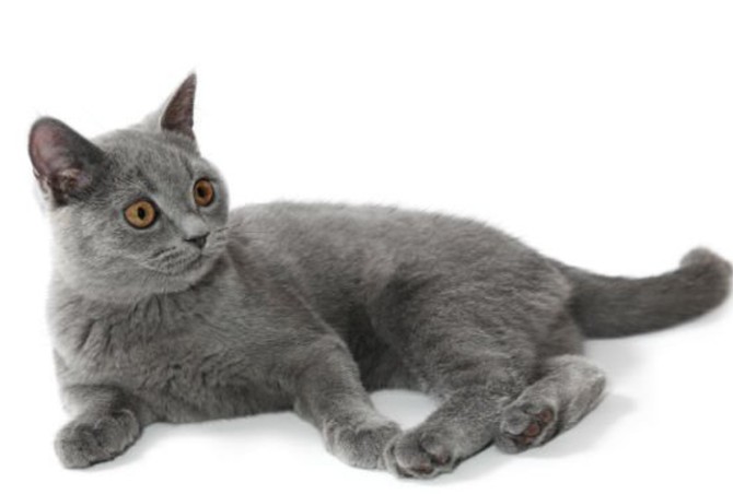 مشخصات کامل، قیمت و خرید نژاد گربه بریتیش شورت هیر (British ...