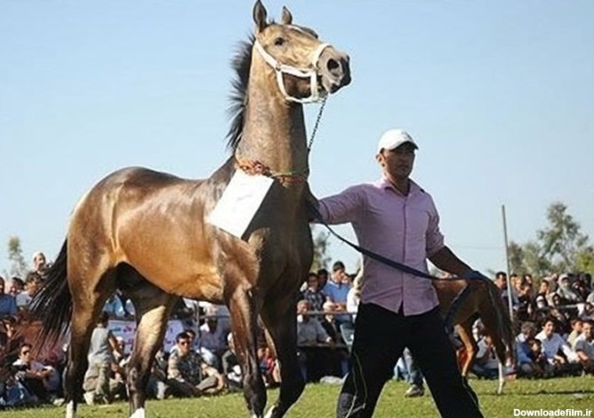 سرنوشت مبهم یکی ازاصیل ترین اسب های ایرانی - تسنیم