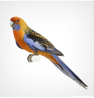 عکس طوطی کوچک نارنجی و آبی با دم بلند و پرهای زیبا