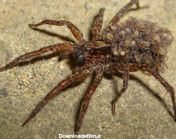 عکس عنکبوت بزرگ و ترسناک قهوه ای خوفناک