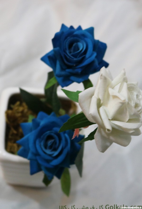 گل رز فرانسوی در دو رنگ سفید و آبی | گلفروشی گل کالا | 35 هزار تومان