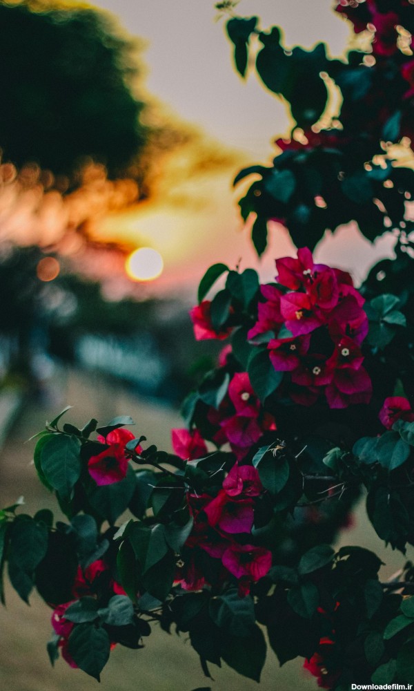 عکس زمینه گل های گل رز صورتی از نمای نزدیک پس زمینه | والپیپر گرام