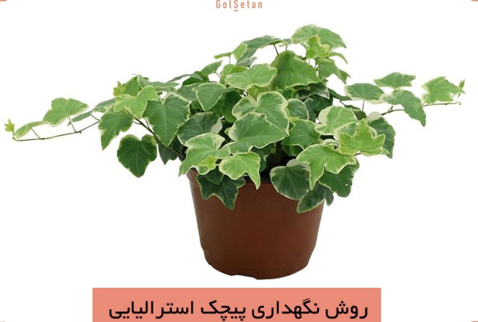 معرفی و روش نگهداری گیاه پیچک استرالیایی (Austrailian ivy ...