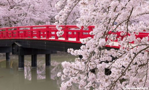 جشن شکوفه‌های گیلاس در ژاپن (عکس)