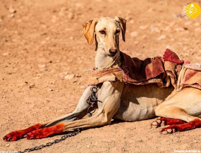 فرارو | (تصاویر) مرد سوری سگ‌ تازی ایرانی پرورش می‌دهد