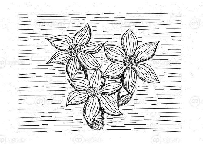 دانلود وکتور با دست کشیده سیاه و سفید تصویر برداری گل با جزئیات ...