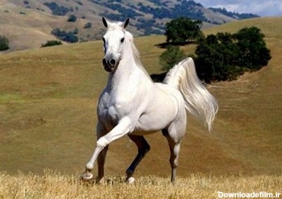 10 مورد از محبوب ترین نژاد های اسب در جهان